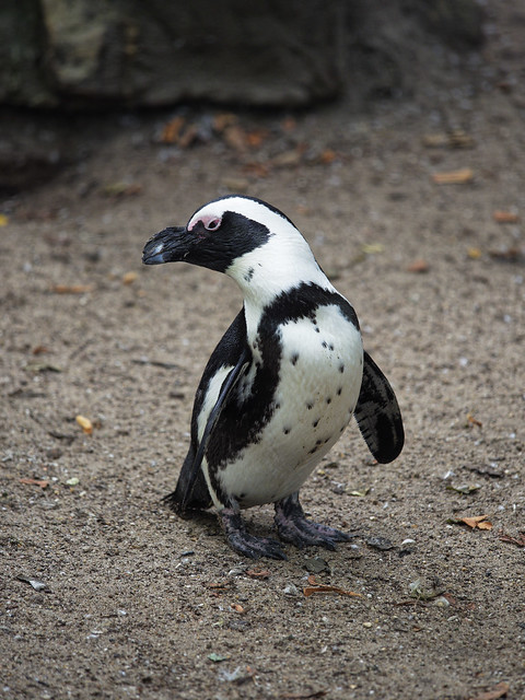 Afrikaanse Pinguïn