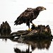 Flickr photo 'All You Can Eat Bald Eagle' by: Phil's 1stPix.