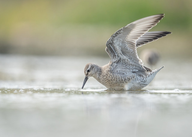 Red Knot Wingflap