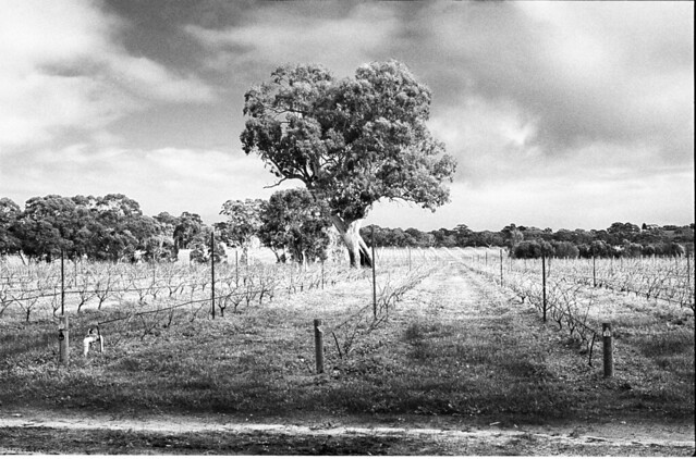 vineyard tree - monochrome