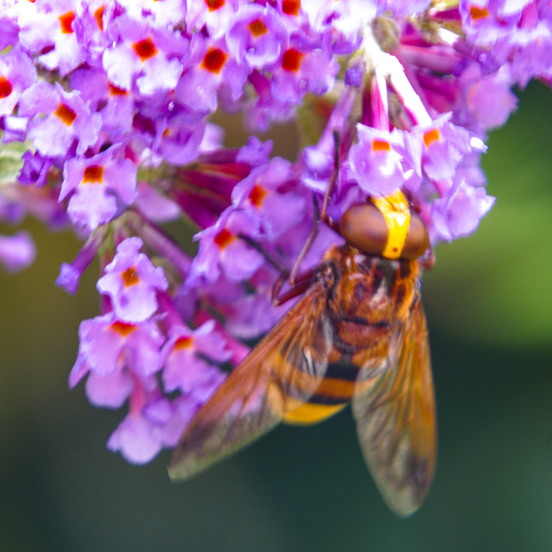 Hornet mimic hover fly on buddliea flowers