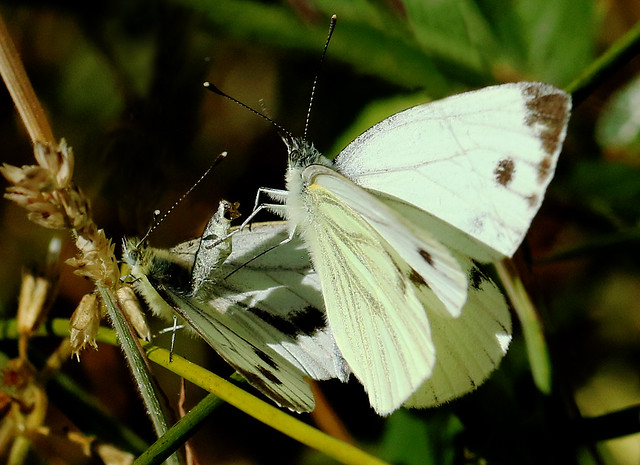 Green Veined White - Pieris napi (about to mate)