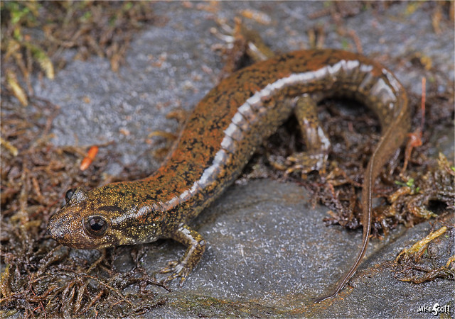 Smoky Mountains Black-bellied Salamander (Desmognathus gvnigeusgwotli)