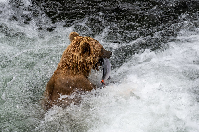 Brown Bear Catching Salmon at Russian River Falls