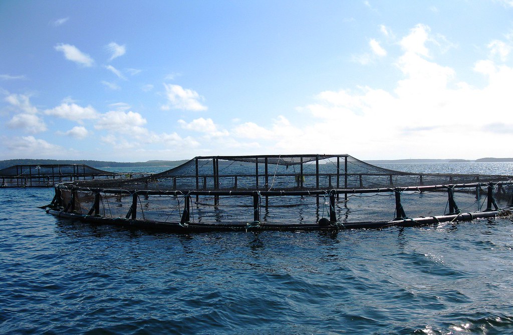 海上箱網養殖。圖片來源：NOAA／Flickr（CC BY 2.0）