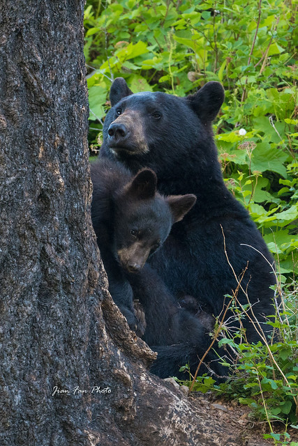 Black bear cub and mom
