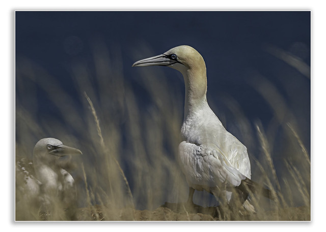 Gannets in the grass - Explored