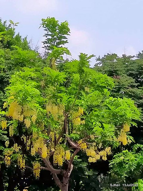 士林官邸前福林路阿勃勒美景 (Golder Rain Flowers at Fu-lin Road), Taipei, Taiwan, SJKen, Jul 13, 2022.