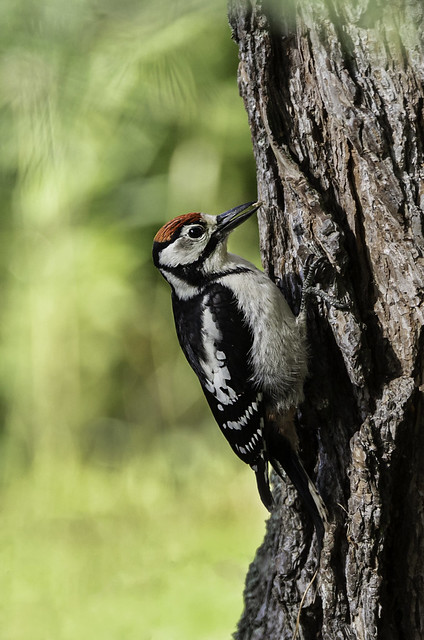 Great spotted woodpecker (Större hackspett)
