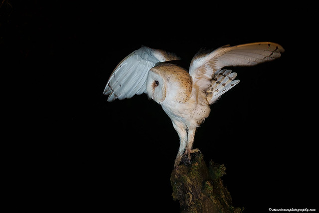 Barn Owl ( Tyto alba )