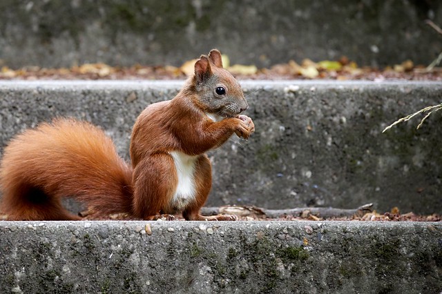 Red Squirrel (Sporty)