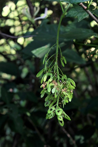 Acer pseudoplatanus – érable sycomore, faux platane 52260925245_0626d76ab9