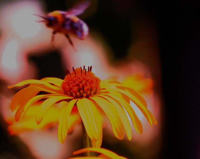 Sunflower /Jerusalem artichoke/ & Bee hovering flight over the flower