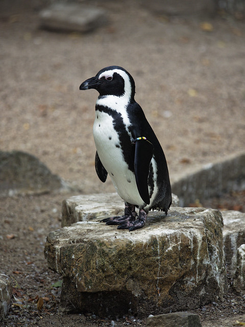 Afrikaanse Pinguïn