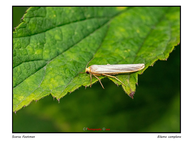 Scarce Footman Moth