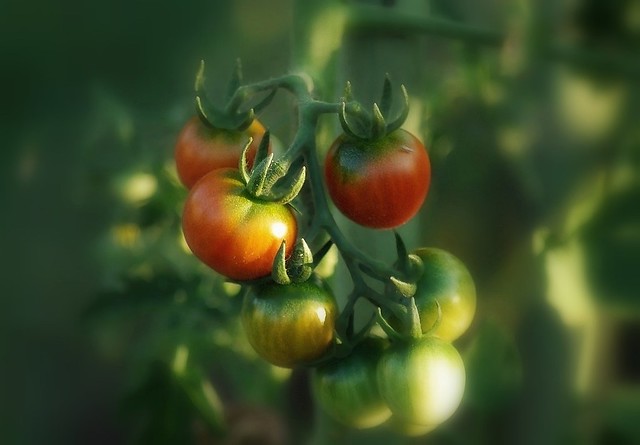 Tomates cerises de mon jardin