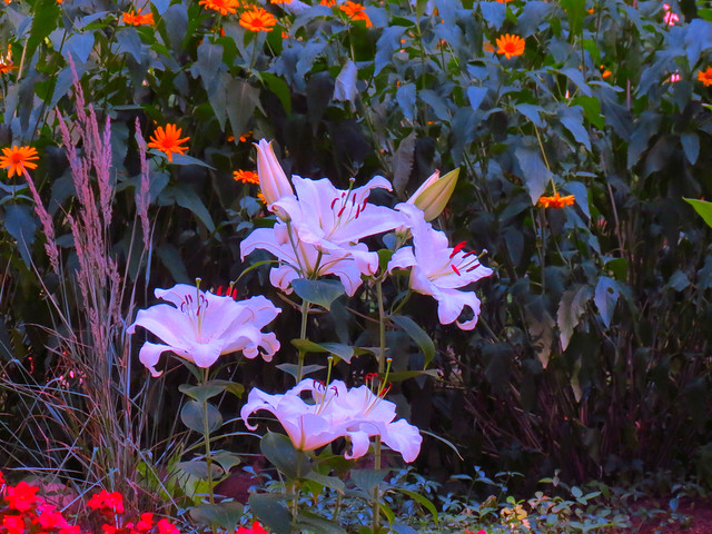 White lilies/near Warsaw/Poland