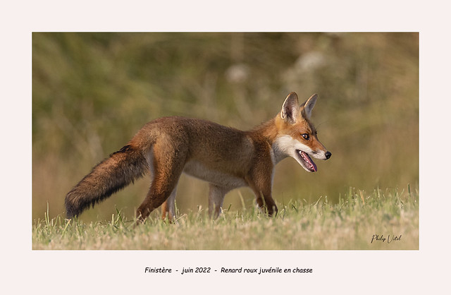 Renard roux juvénile en chasse. ( Red fox )