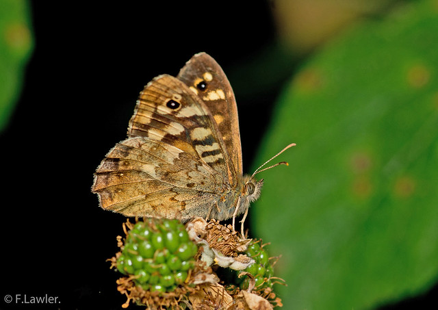 Speckled Wood..(Pararge aegeria.).