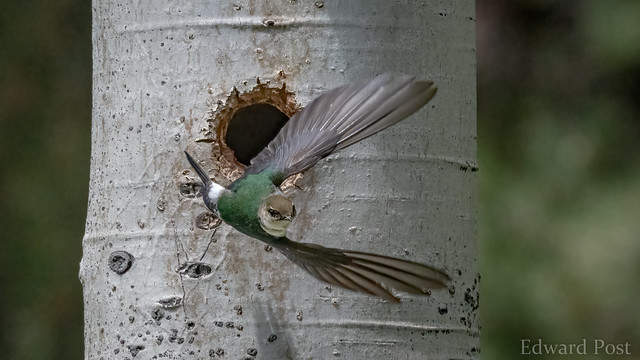 violet-green swallow (Tachycineta thalassina)