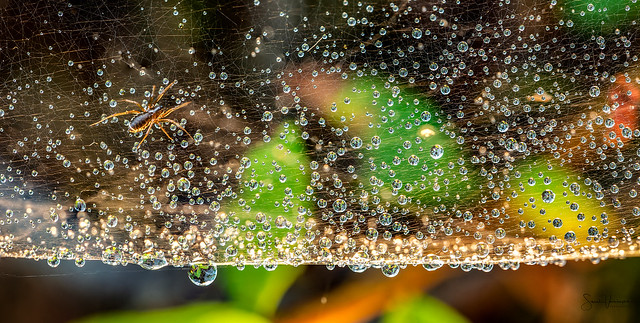 Spider and its water pearls