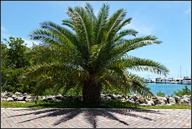 Pineapple Palm aka Canary Island Palm
