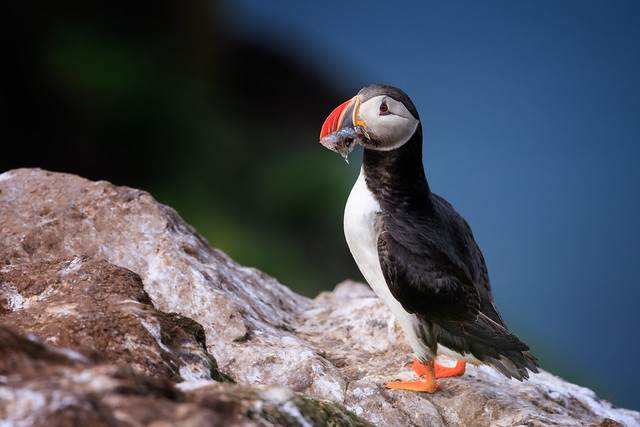 Puffin by the Arctic Circle