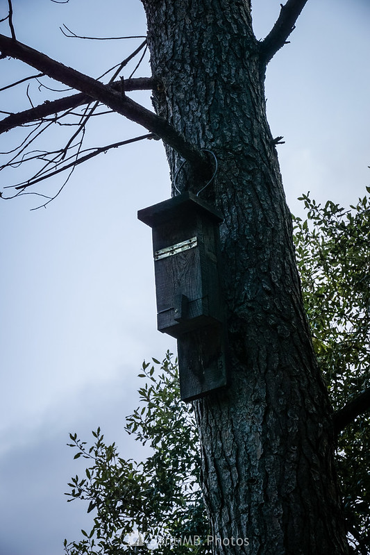 Nido para murciélagos en el Bosque de Poblet