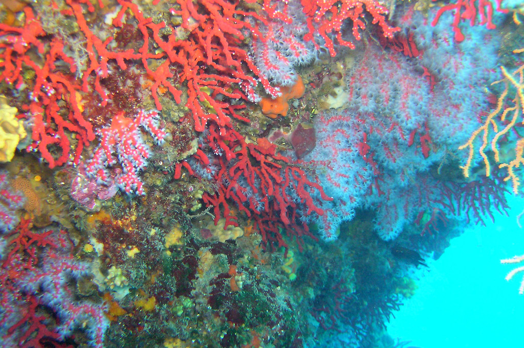 潛水者2006年在法國蔚藍海岸附近拍到的地中海珊瑚礁。圖片來源：Ian Robertson（CC BY-NC 2.0）