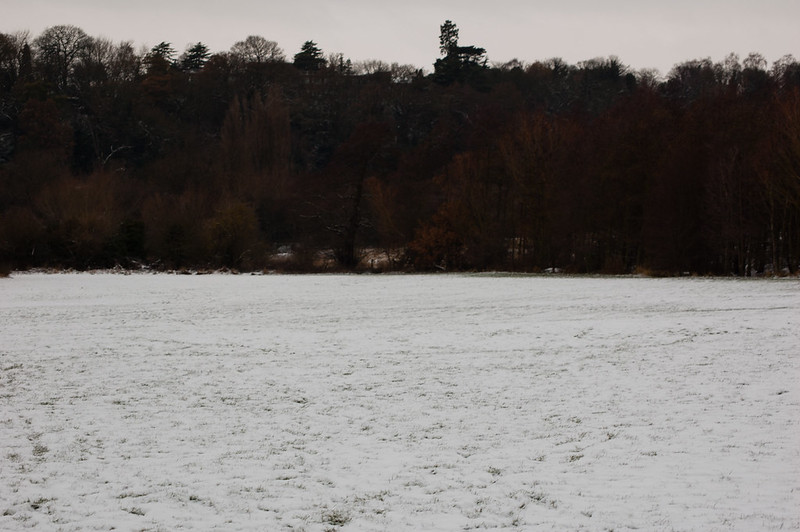 Tettenhall Ridge from Barley Field