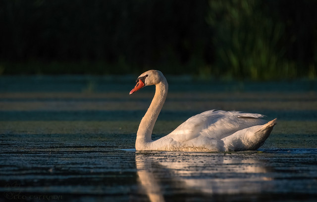 Mute Swan in the golden hour!
