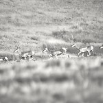 Gotta go! Day 4 - A herd of Pronghorns run off in the middle distance as we travel up through Wyoming towards the Black Hills in South Dakota. We collected my sister and brother in law at Denver airport last night, and now our trip is really underway.
