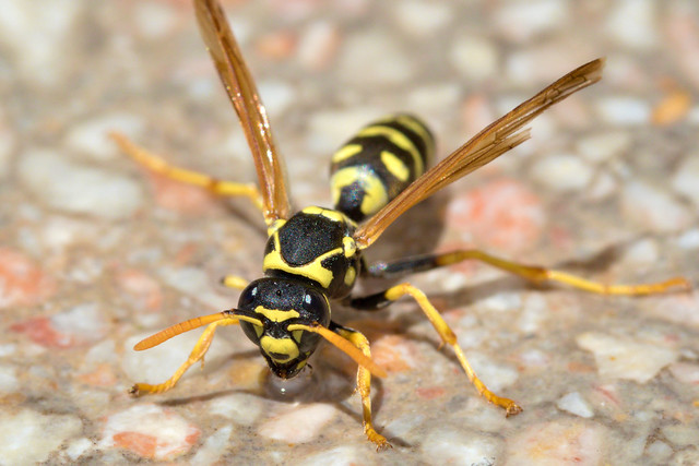 European Wasp - Vespula germanica