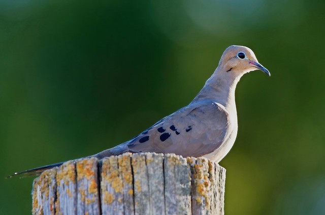 Mourning Dove On Green