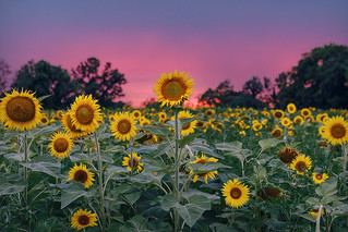 Sunflowers after Sunset