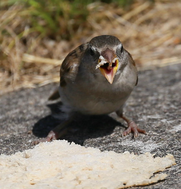 Hungry Sparrow