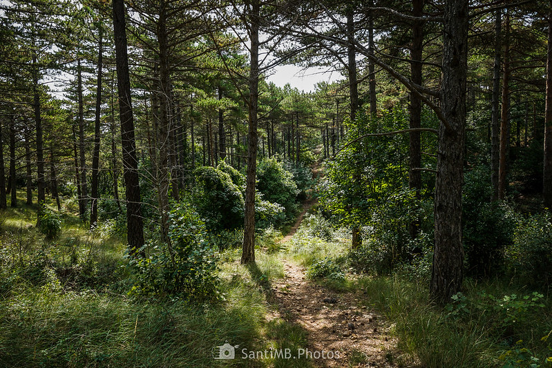 Bosque de los Pland de Sant Joan en el Paraje Natural de Poblet