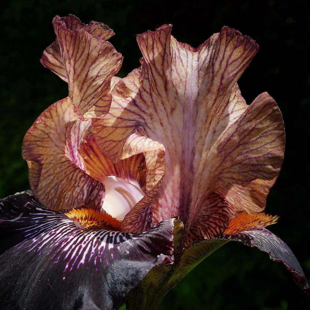 Iris In Sunlight