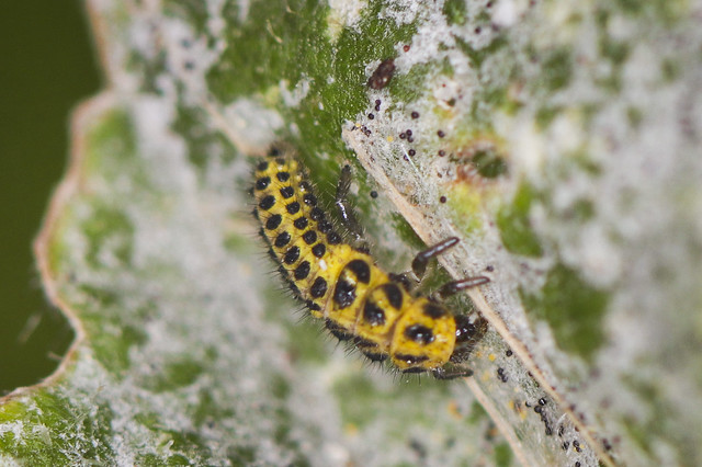 22 Spot Ladybird Larva