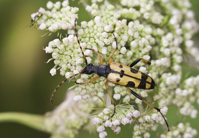 Black and Yellow Longhorn Beetle - Rutpela maculata