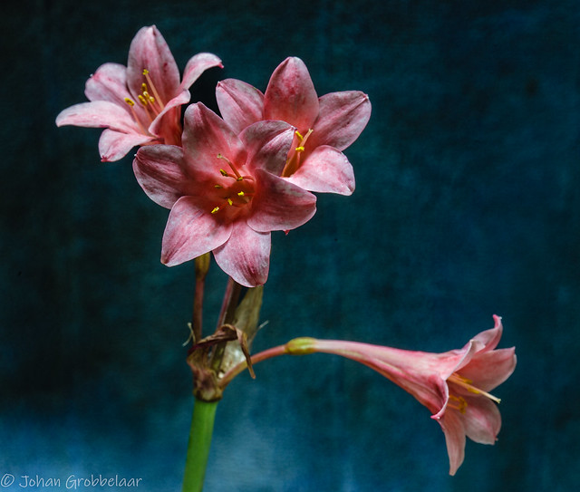 Cyrtanthus mackenii pink aka Ifafa lily