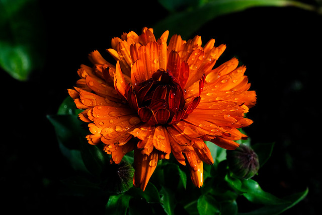 Orange calendula