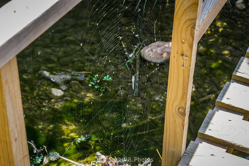 Tela de araña en un puente sobre el río Gaià cerca de Vila-rodona