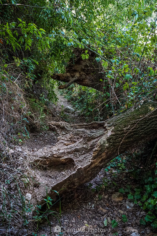 Árboles caídos en el camino junto a la acequia de Santes Creus en el entorno del río Gaià