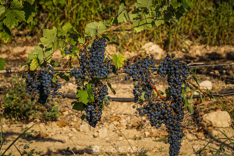Racimos de uva en un viñedo cerca de Vila-rodona