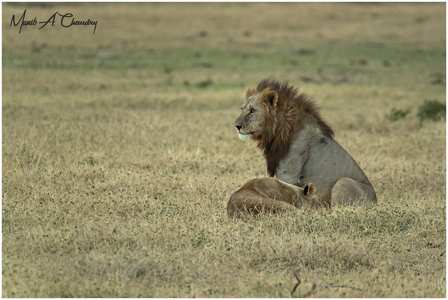 King of Amboseli at Sunset!