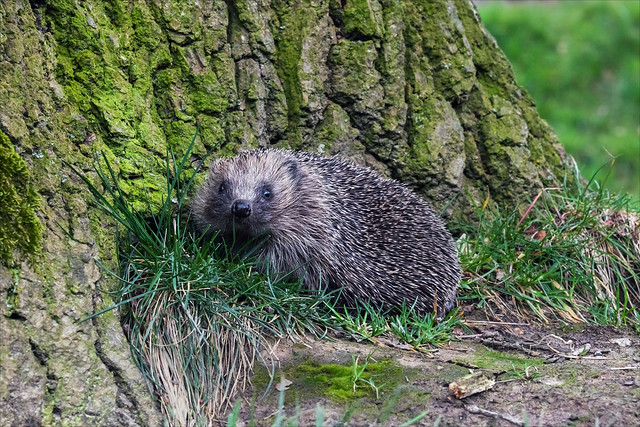 Wary hedgehog snuffling around the base of a tree (EXPLORED)