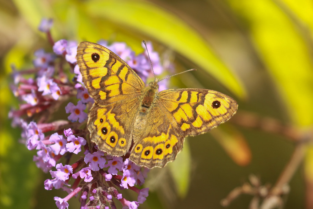 Wall Brown Butterfly. Samphire Hoe.