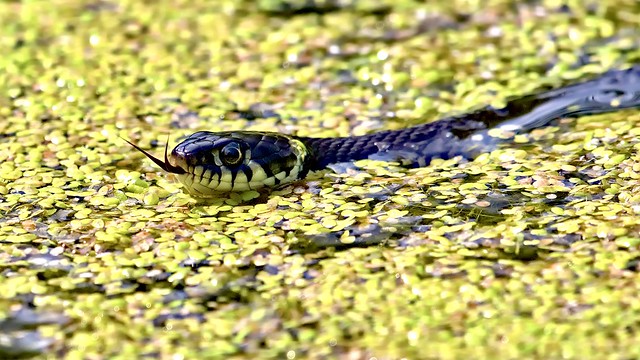 Water Snake / Ringelnatter / Natrix natrix
