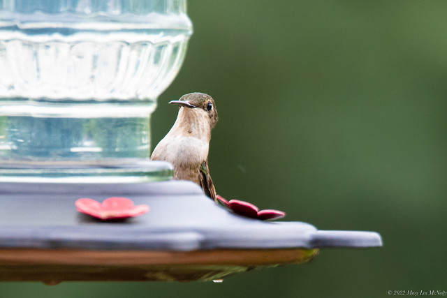 Ruby throated hummingbird (female, possibly juvenile), July 24, 2022